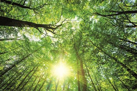 Forest_ErP